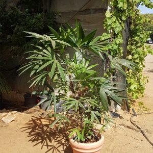 בוטניקו צמחים לאירועים-בוטניקו צמחים בינוניים 17