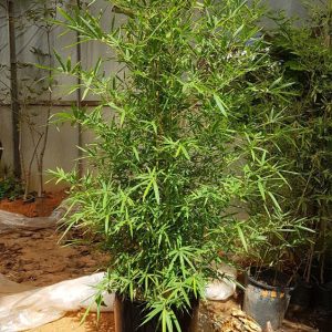 בוטניקו צמחים לאירועים-בוטניקו צמחים בינוניים 18