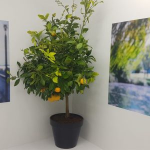 בוטניקו צמחים לאירועים-בוטניקו צמחים בינוניים 19
