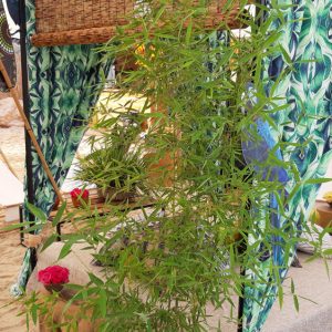 בוטניקו צמחים לאירועים-בוטניקו צמחים בינוניים 5
